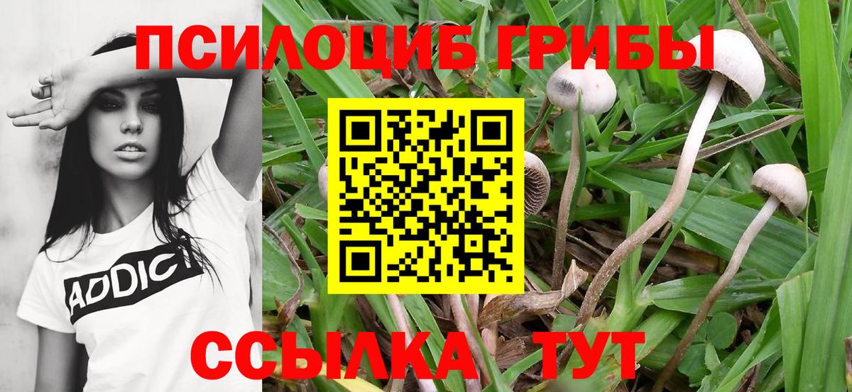 Барнаул  Галлюциногенные грибы Psilocybe  Вход с VPN 